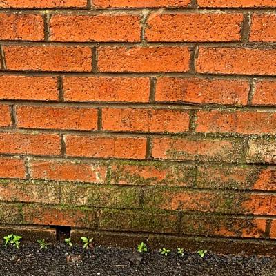 Moss Covered Brick Wall